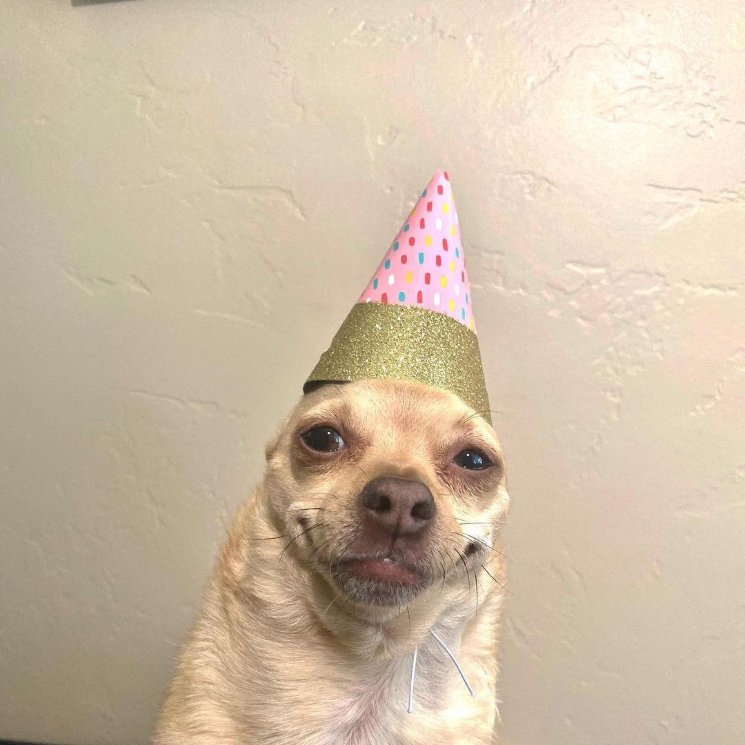 perndog's avatar